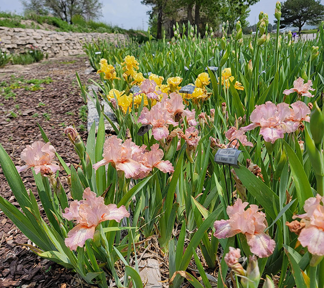 Irises ready for annual show on June 3-4
